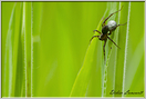 araignée pissaure  (29)